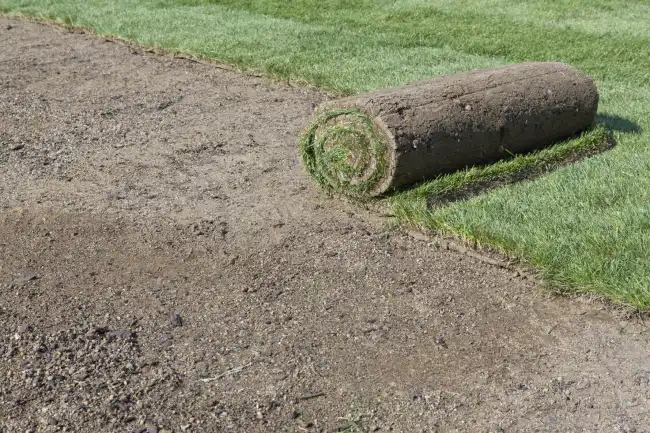 Affordable sod installation in Aloha, OR