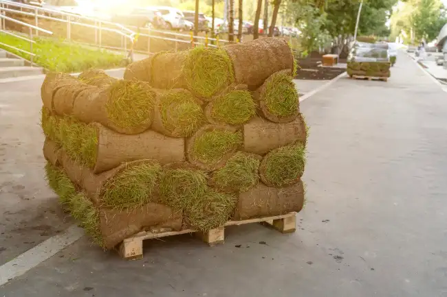 Reliable sod installation in Aloha, OR