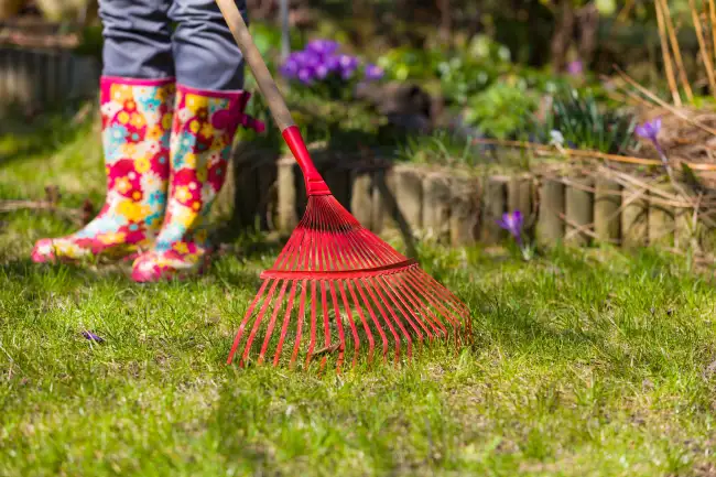 Yard Cleanup